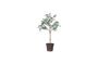 Miniature Biermes Artificial olive tree Clipped
