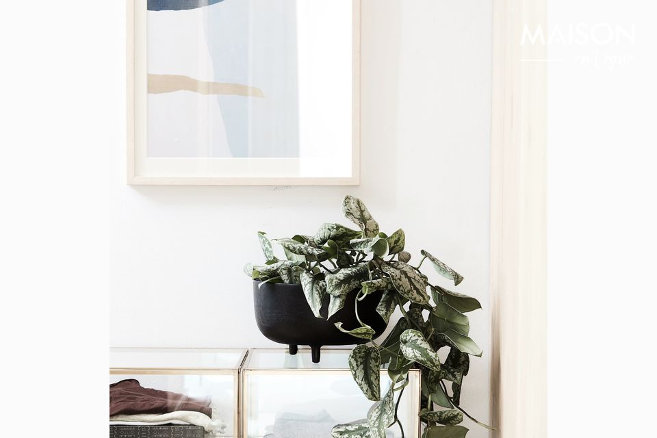 Indoor plants are great for decoration, air quality, and even morale