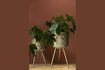 Miniature Botanical planter size L 2