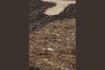 Miniature Brown wool rug Briton 4