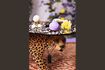 Miniature Multicolored resin coffee table Dope as Hell 3