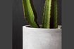 Miniature Set of 2 grey cement planters Gard 2