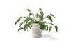Miniature White stoneware plant pot Chubby 5